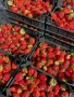 Предлагам висококачествен разсад ягоди сезонни и целогодишни , снимка 4