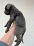 Кане корсо, снимка 7