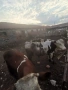 Majki mesodaini teleta 5 evro jivo teglo 3 broq mejdo 250 i 300 kg, снимка 1