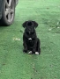 Cane Corso , снимка 2