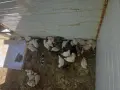 Малки пилета 41 на брой., снимка 1