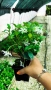 Жасмин, Trachelospermum Jasminoides, вечнозелен, студоустойчив, снимка 12