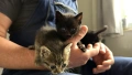 Подарявам 4 малки котенца, снимка 6