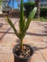 Палма Юбея , Jubaea chilensis, снимка 2