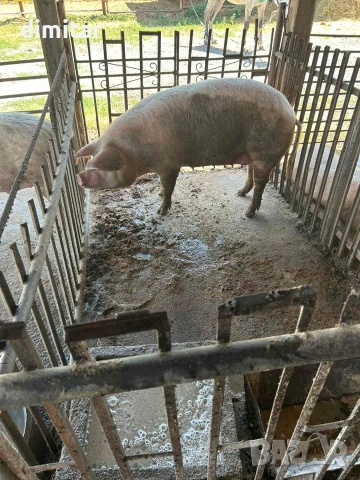 Продавам свине майки, снимка 2 - Прасета - 55254225