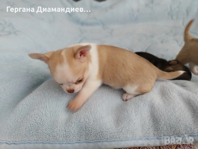 мини чихуахуа , снимка 2 - Чихуахуа - 53993583