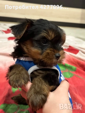 Мини йоркширски териер