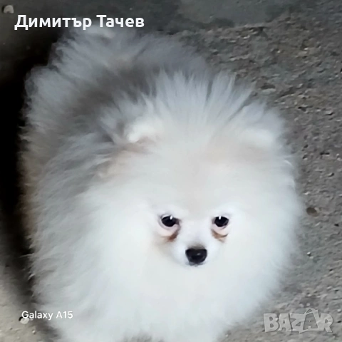 Мъжки померан мини