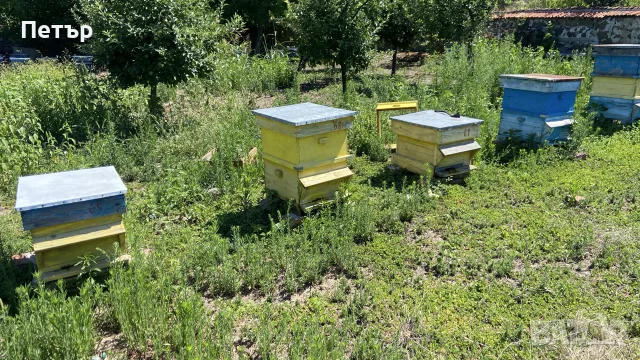 Пчелни семейства и кошери, снимка 7 - Други животни - 55626855