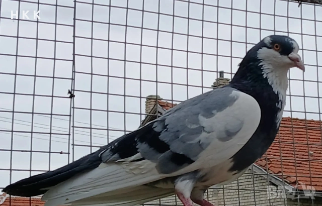 Пазарджишки гълъби , снимка 18 - Гълъби - 54061614