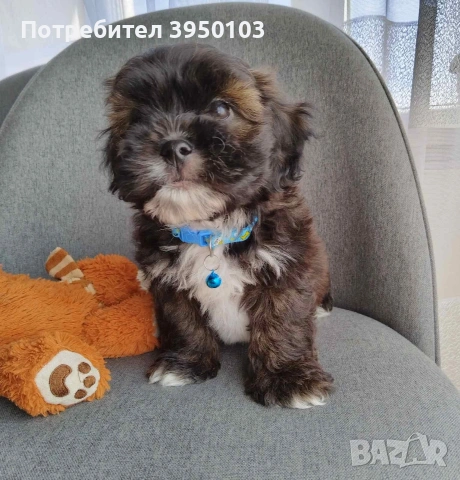 Shih poo/Mini poodle 