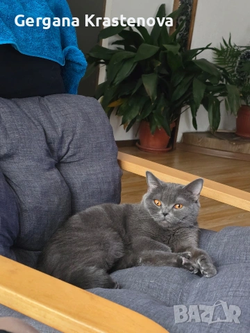 Британски котенца, снимка 8 - Британска късокосместа - 53950829