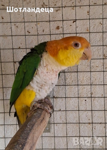 Папагал Кайка-ръжевотеменна, снимка 3 - Папагали - 54086807