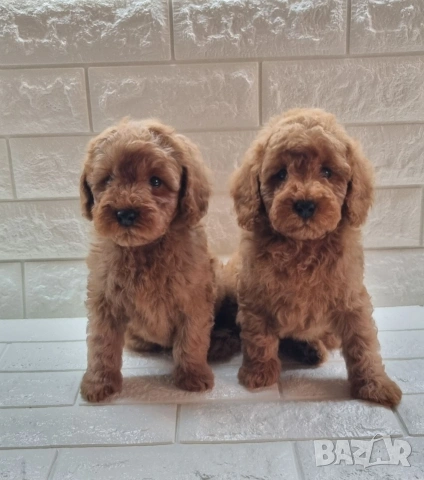 Той Пудел Мини Пудел, снимка 3 - Пудели - 54306425