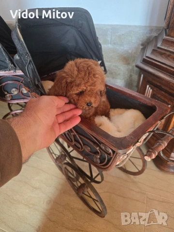 Той Пудел момче Той Пудел 