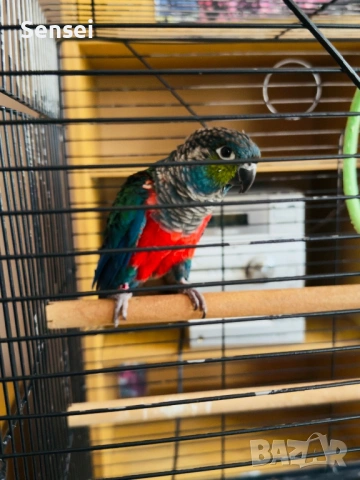 Папагал Пурура Молина , снимка 4 - Папагали - 54017827