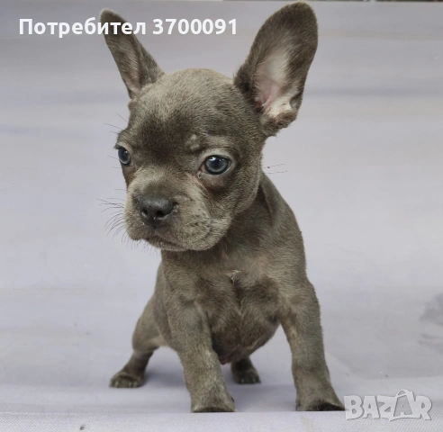 син френски булдог 