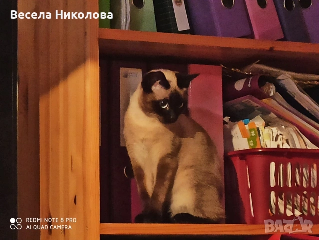 Продаваме сиамски котета , снимка 10 - Сиамска - 53921158