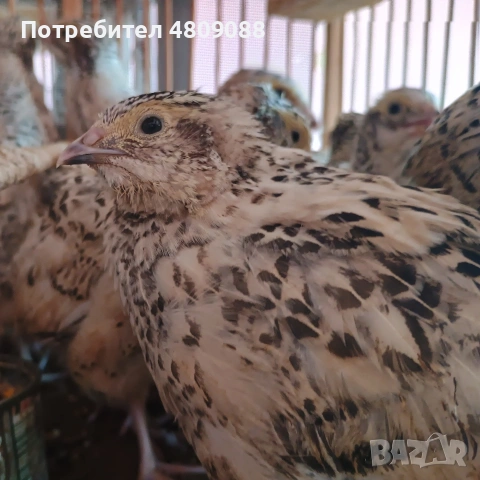 Пъдпъдъци различни породи. 