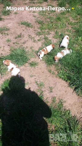 Джак Ръсел , снимка 5 - Джак ръсел териер - 54362008