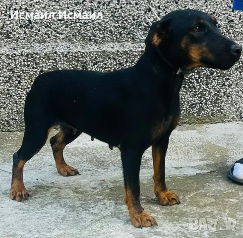 Продавам майка с едно женско териер че , снимка 3 - Ягдтериер - 55679537
