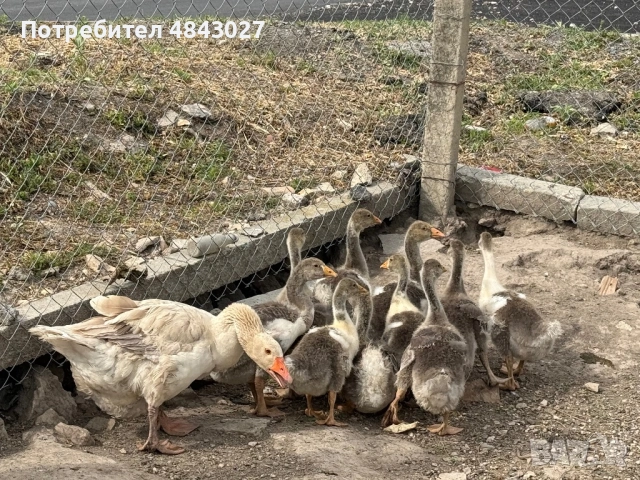 Продавам домашни гъсета на 1 месец и женска гъска майка, снимка 6 - Патици и гъски - 54728196
