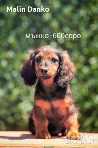   Малки  даклечета , снимка 9 - Дакели - 54501665