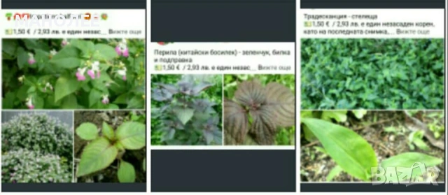 🪻🪴🪷🎁3 вида градински цветя❄️☃️ -