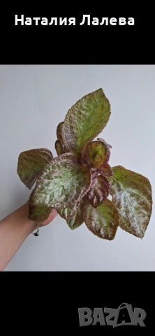 Еписция, episcia Jim's rose garden