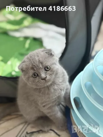 клепоуха шотландска 