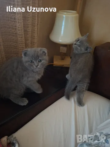 Шотландски котенца , снимка 2 - Британска късокосместа - 55530549