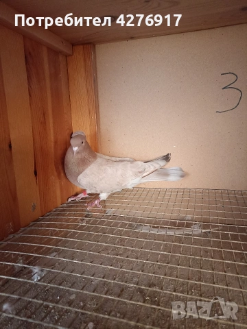Ще сменя гълъба (мъжки),до Голубка за предпочитане до Мардинка