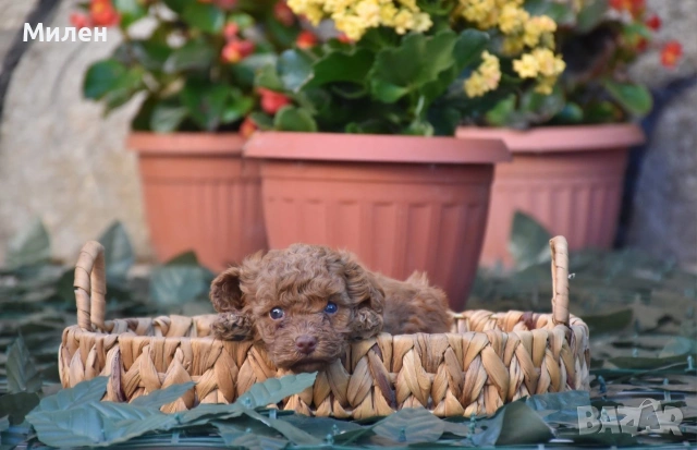 Той пудел Toy poodle, снимка 16 - Пудели - 55006000