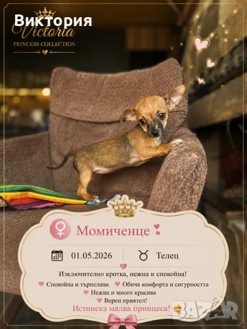 Късокосмето мини Чихуахуа, снимка 4 - Чихуахуа - 55595307