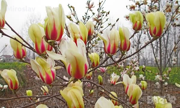 Магнолия "Сънрайз", снимка 3 - Градински цветя и растения - 53984976