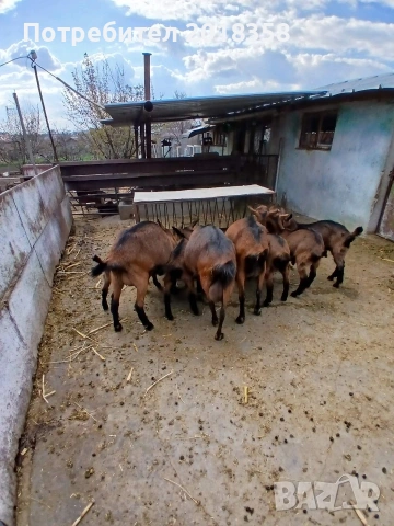 продавам ярета 