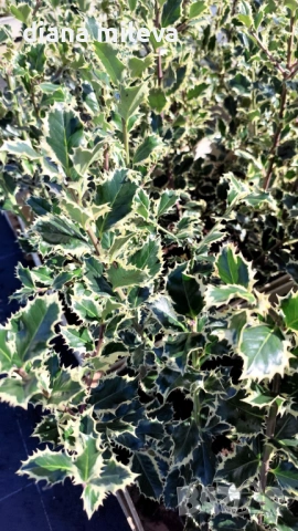 Джел, Илекс Сребърна Кралица, Ilex aquifolium Silver Queen, студоустойчив, многогодишен бодлив храст, снимка 5 - Градински цветя и растения - 54556939