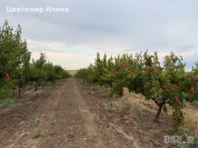 Кайсии за компот/ядене/нектар сорт Мъркулещи, снимка 5 - Домашни продукти - 55256142