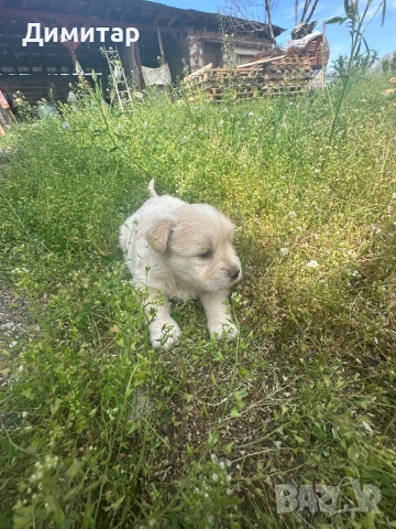 Кученца, снимка 7 - Други - 54587650