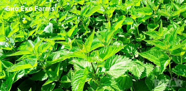 Домашно зряло сирене и кашкавал , снимка 7 - Домашни продукти - 54563044