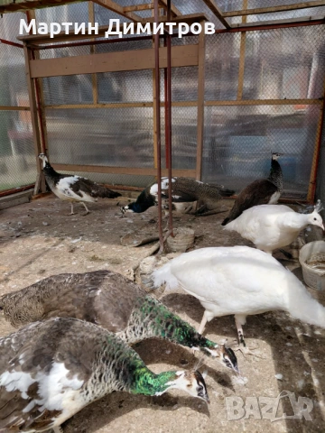 Млади пауни Арлекин и бели, снимка 4 - други­ - 54175555