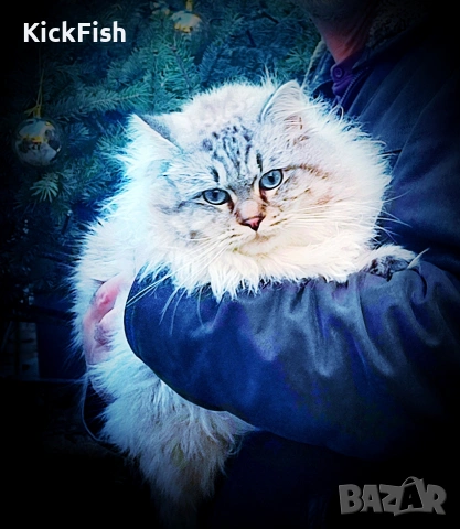 Невски маскарадни котенца , снимка 4 - Други - 54766052