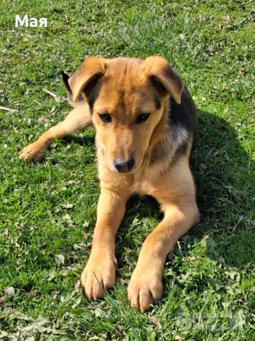 Кученца копойчета, снимка 8 - Други - 52566062