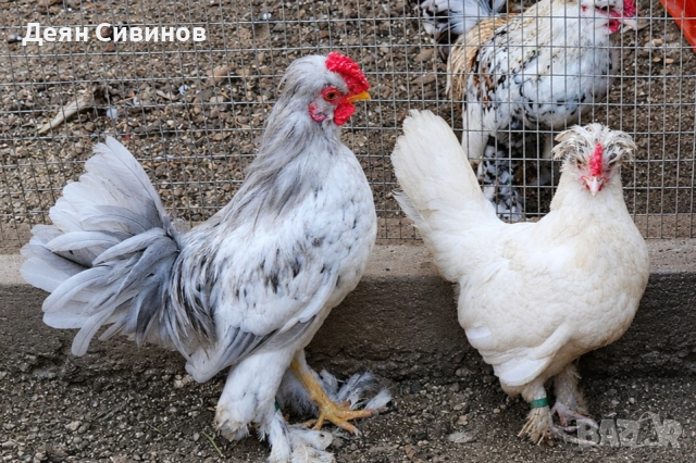 Декоративни кокошки!, снимка 2 - Кокошки и пуйки - 54509736