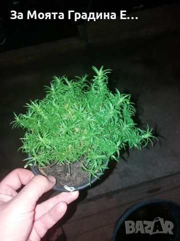 Флокс - 6 цвята /Почвопокривен и каскаден, снимка 9 - Градински цветя и растения - 54020877