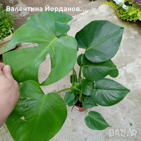 палма Ливингстън и монстера делициоза , снимка 2 - Стайни растения - 55239082