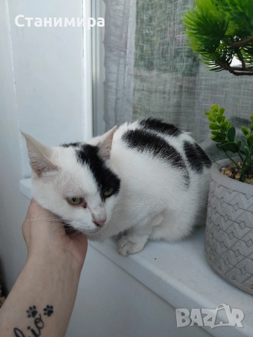 Подарява се котенце, снимка 3 - Други - 54443584