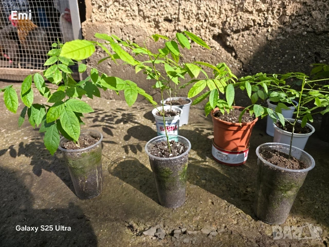 Глициния (вистерия), снимка 3 - Други - 54105853