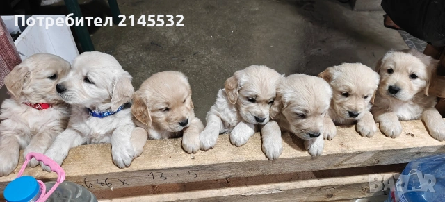 Голдън ретривър (Golden retriever) кученца 