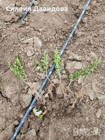 Лигуструм на гол корен, снимка 3 - Градински цветя и растения - 51886286